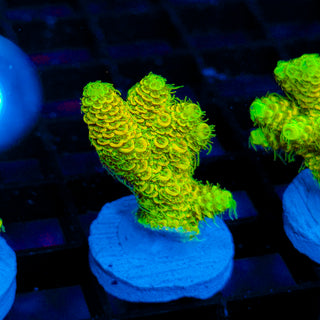 Nuclear Wraith Mille 251