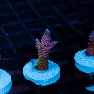 Violet Surge Mille 1038