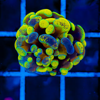 SPLATSANITY HAMMER 1003