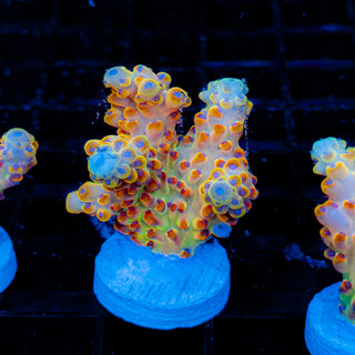 Golden Goose Granulosa 041