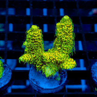 KRYPTONITE MILLE 479