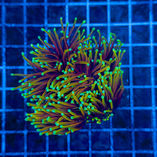 ULTRA DRAGON SOUL (5 HEADS) TORCH 302