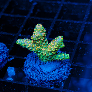 ORANGESICLE MILLE 077