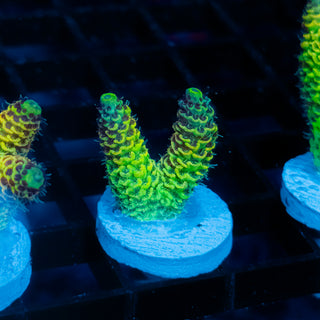 Solar Venom Mille 1104