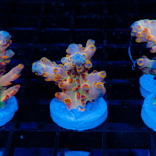 Goolden Goose Granulosa 083