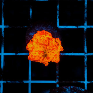 MegaBright Jawbreaker 102