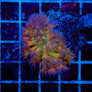 RAINBOW GONI MINI COLONY 001