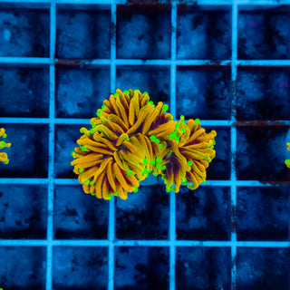 Hellfire Torch 204 (2.5 heads)