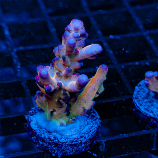 RAINBOW GRANULOSA 002