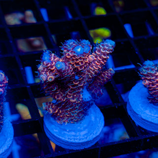 DUSK RUNNER MILLE 341