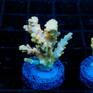 YELLOW DE LA CREME 019