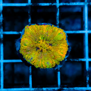 Rainbow Ricordea 109