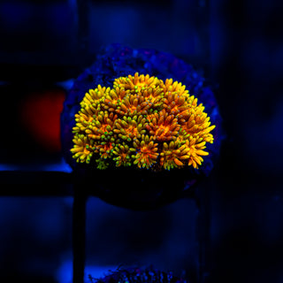 Goni Of The Gods G365