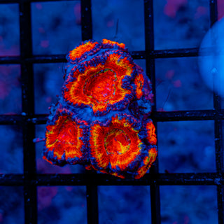 Rainbow Acan 804