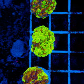 RAINBOW SPLATTER HAMMER 910