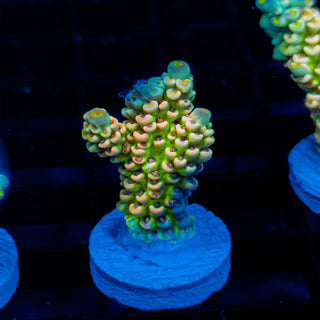 Glowing Passion 1111