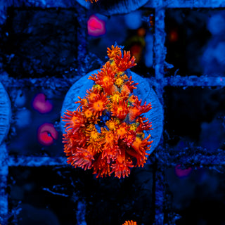 NAPALM GONIOPORA 905