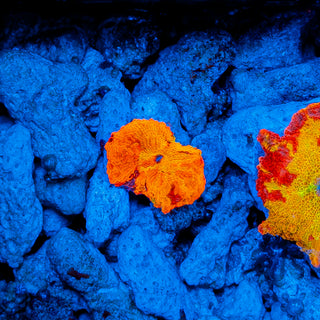 PURPLE MONSTER JAWBREAKER MUSHROOM 611