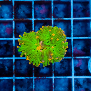 Cotton Candy Torch 228