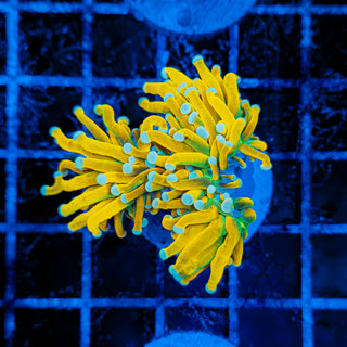 MALAYSIAN BANANA HOLY GRAIL TORCH (SPLITTING) 514