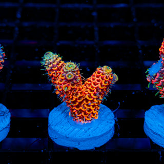 Molten Core Mille 1123