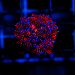 Cherry Blossom Goni G234