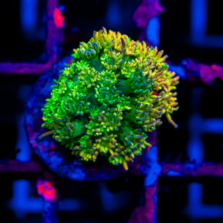 HyperBerry Goni G321