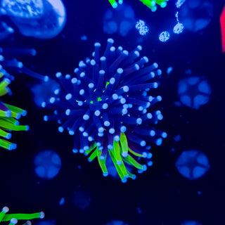 Grafted Holy Grail Torch