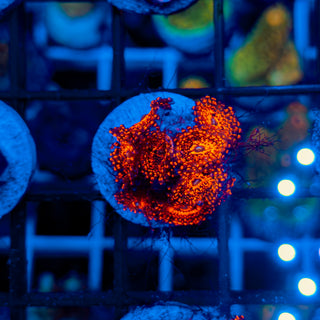 DARTH MAUL ZOA ~ 8P 116