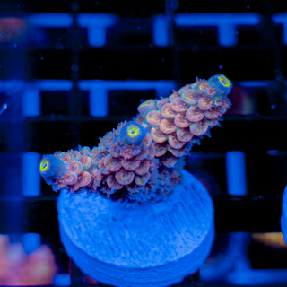 MANDARIN PASSION 740