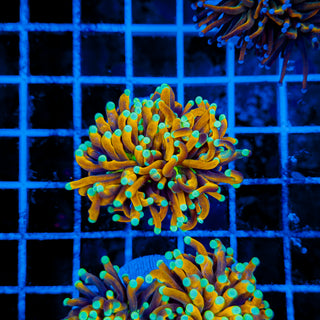 INDO SUN GOD TORCH 967