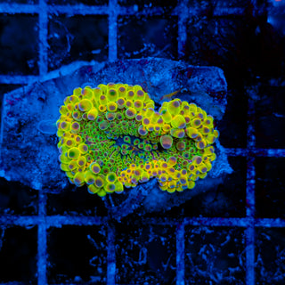 ULTRA GUMBALL MUSHROOM 615