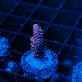 RED VELVET MILLE 014