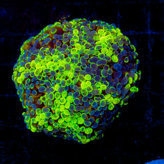 Crazy Frammer 301 (5 Heads)