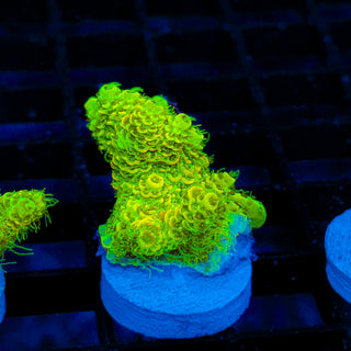 Nuclear Wraith Mille 250