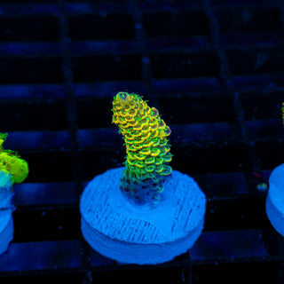 Nuclear Wraith Mille 249