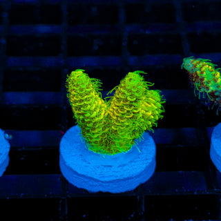 Nuclear Wraith Mille 248