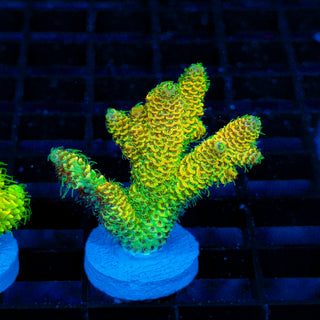 Nuclear Wraith Mille 246