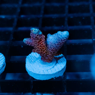 Violet Surge Mille 1036