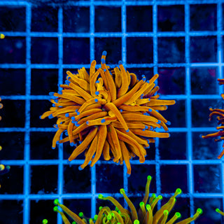 24K SOLID GOLD TORCH 946