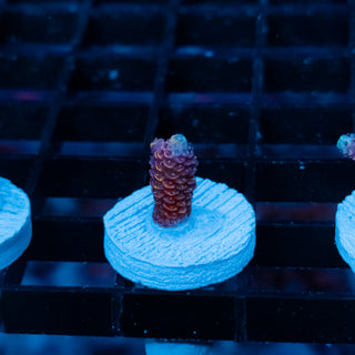 Violet Surge Mille 1035