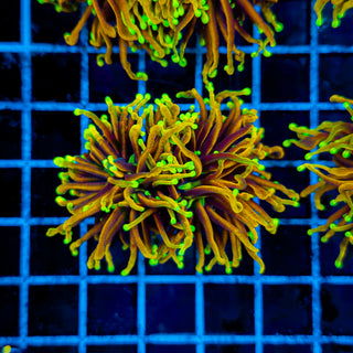 ULTRA HELLFIRE TORCH (2 HEADS) 939