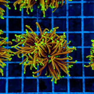 ULTRA HELLFIRE TORCH (2 HEADS) 941