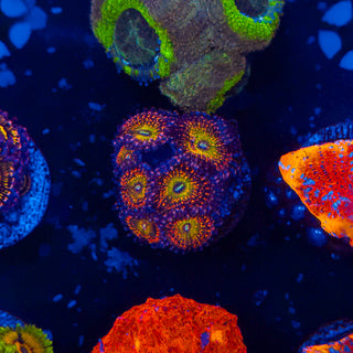 JP Bowser Zoa (7p) 801