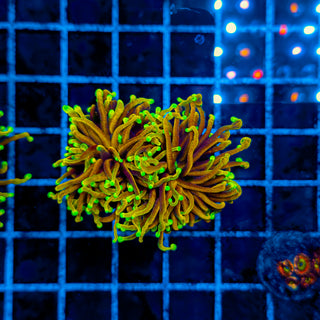 ULTRA HELLFIRE TORCH (2 HEADS) 940