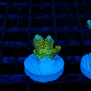 Lemon Lime Mille 190