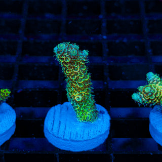 Lemon Lime Mille 189