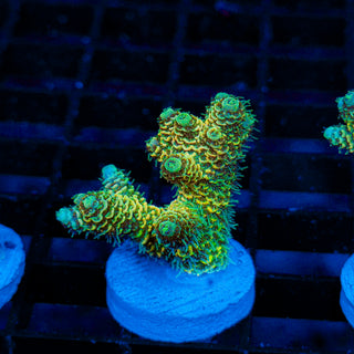 Lemon Lime Mille 188