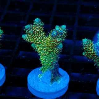 Lemon Lime Mille 187