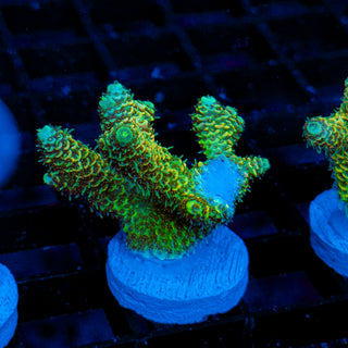 Lemon Lime Mille 186